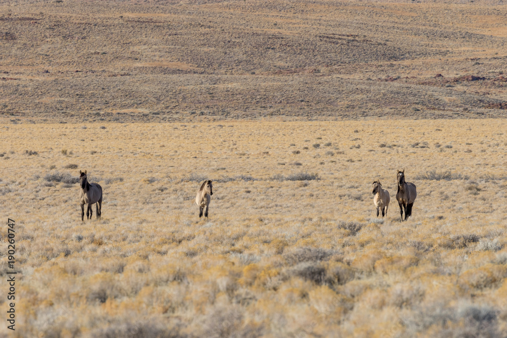Herd of Wild Horses in the Utah Desert Herd of Wild Horses in the Utah Desert