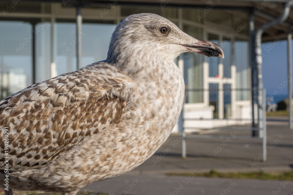 Möwe Möwe