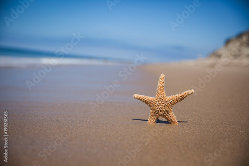 A Starfish in the Ocean