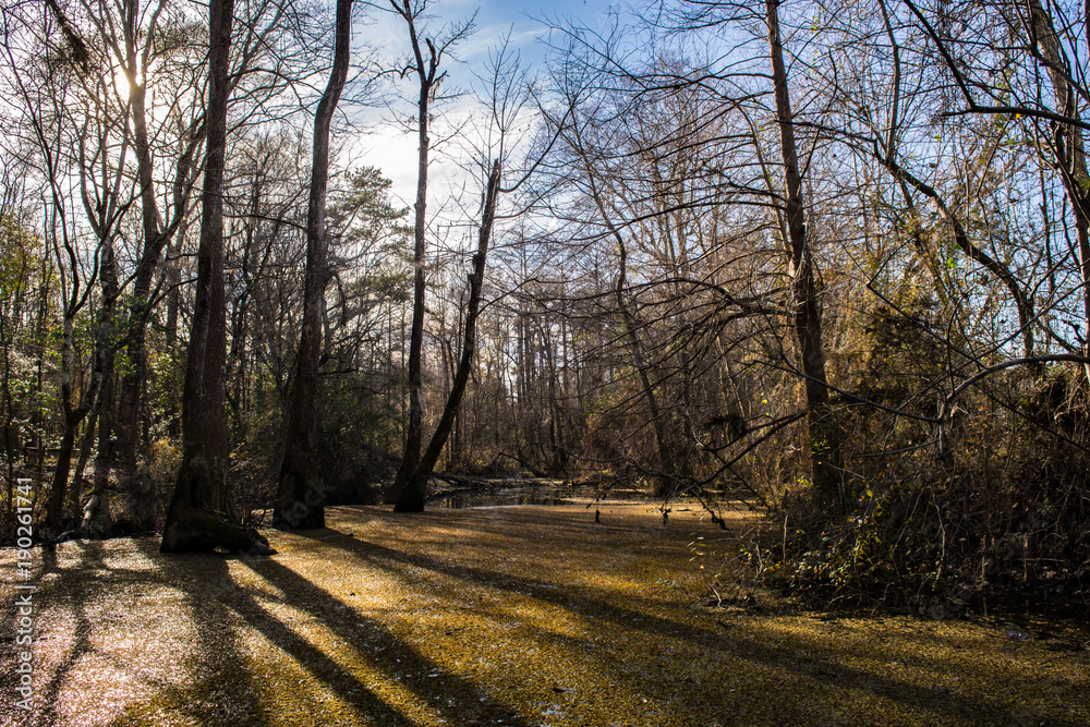 Obraz premium Swamp 4