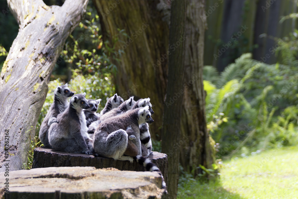 Obraz premium kattas