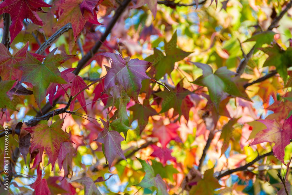 Bright and brilliant autumnal maple leaves with the sun shining through them. Bright and brilliant autumnal maple leaves with the sun shining through them.