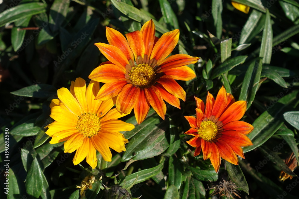 Golden yellow, orange and red flowers of gazania Golden yellow, orange and red flowers of gazania