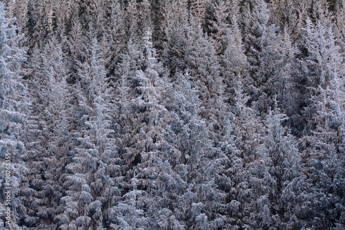 Frozen spruce wall. Winter forest. Landscape.
