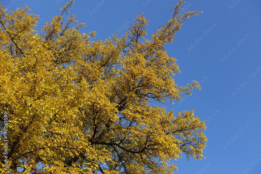 Crown of mulberry tree against blue sky in autrumn Crown of mulberry tree against blue sky in autrumn