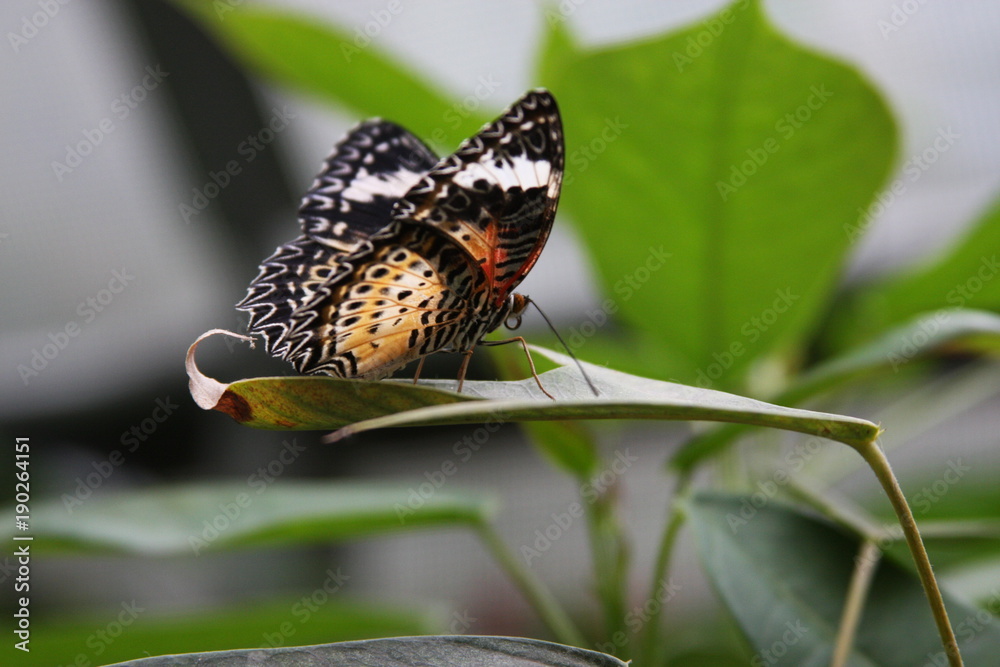 Butterfly sitting on a leaf Butterfly sitting on a leaf