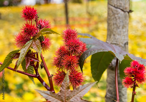 Fotografie bush with broad leaves and round red flowers with spines close-up against the ba