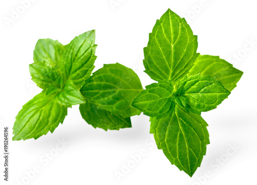 peppermint leaves isolated on white, fresh herb