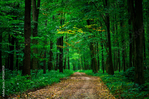 forest trees nature green wood