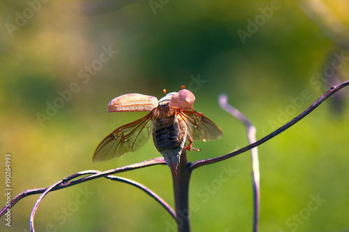 may beetle flies photo