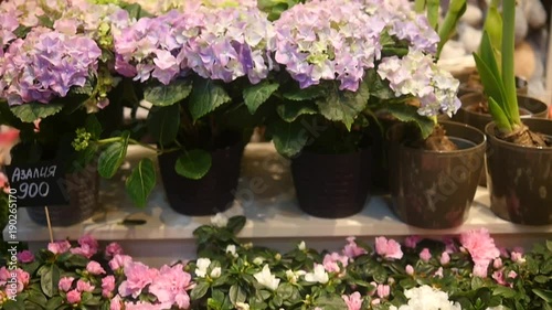 Wallpaper Mural Flower shop. Flowers in pots. Slow motion Torontodigital.ca