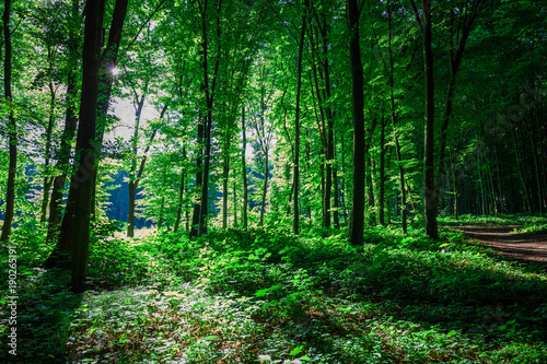nature green wood sunlight backgrounds © Ruslan Ivantsov