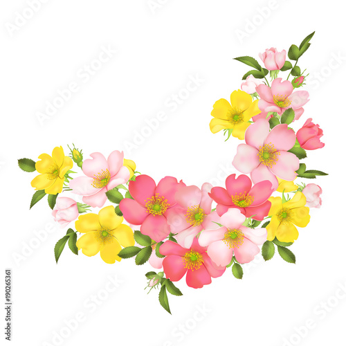 Dog-rose blooms. wild rose vector illustration