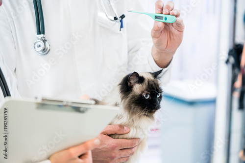 Veterinarian in clinic measuring temperature of cat with fever thermometer