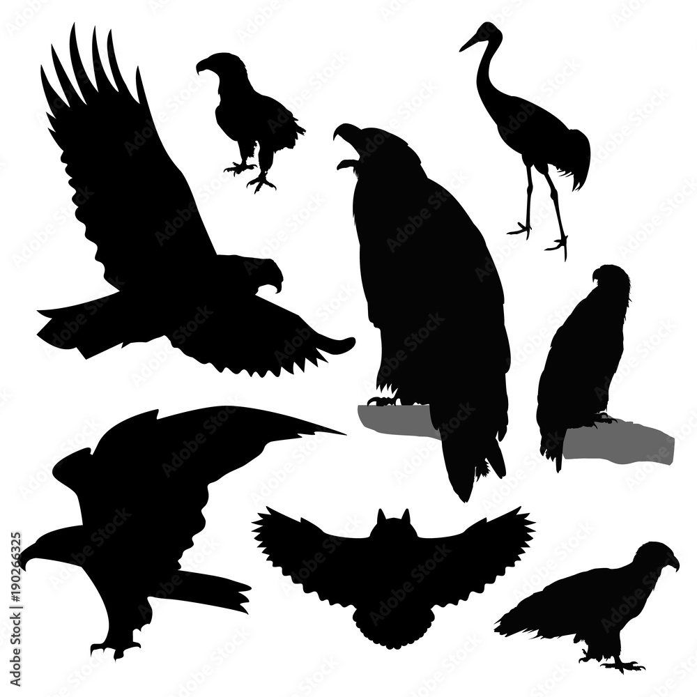 Fototapeta premium Silhouettes of birds.