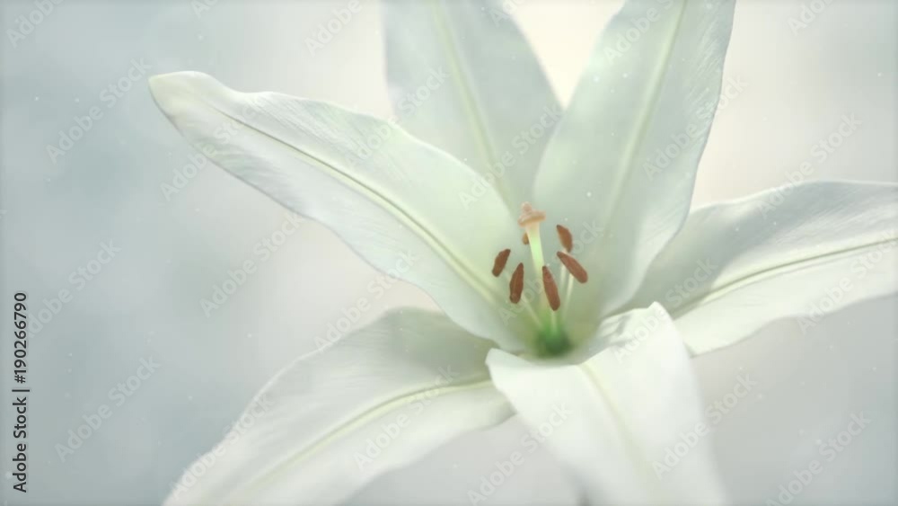 White pinky lily lilium timelapse budding flower
