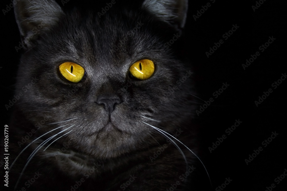 Black british cat closeup face with yellow eyes in dark background. Black banner