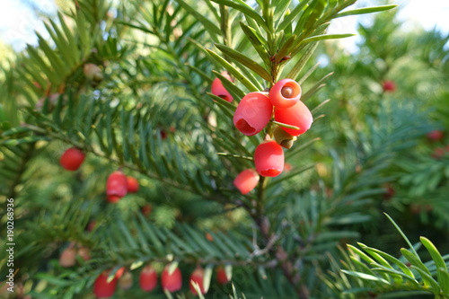 Soft bright red berry like seed cones of European yew