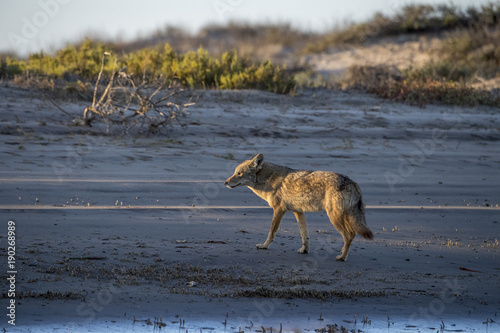 coyote on the sand photo