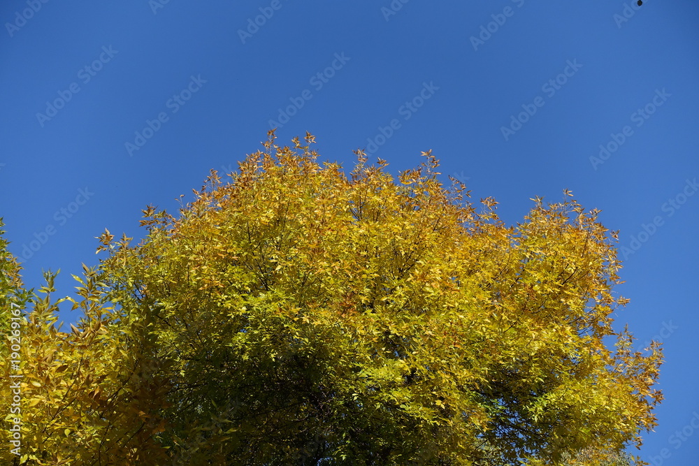 Yellow autumnal leafage of ash against blue sky Yellow autumnal leafage of ash against blue sky