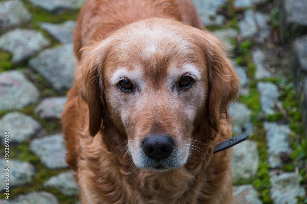 golden retriever golden retriever