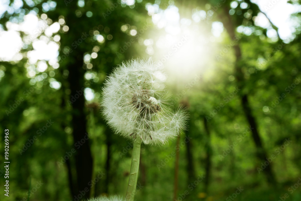 Fototapeta premium White dandelion in the forest. sunlight through trees.
