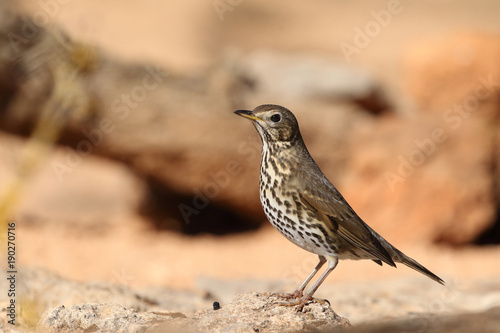 Song thrush - winter migration