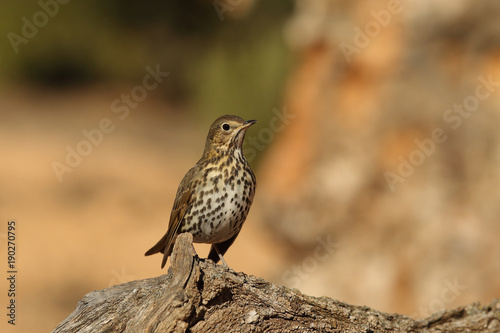 Song thrush - winter migration