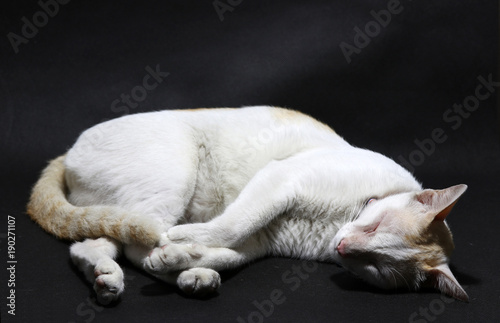 Sleeping curl cat in white and orange color on the black floor. cat is a small domesticated carnivorous mammal with soft fur, a short snout, and retractile claws. © Achisatha