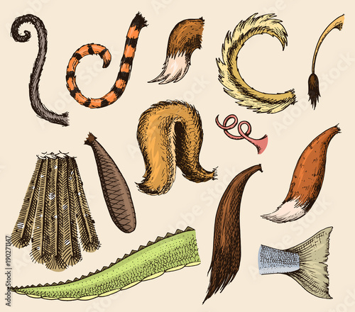 Animal tail vector animalistic tailed breast with furry feathers of limb illustration of tailend brush set isolated on background