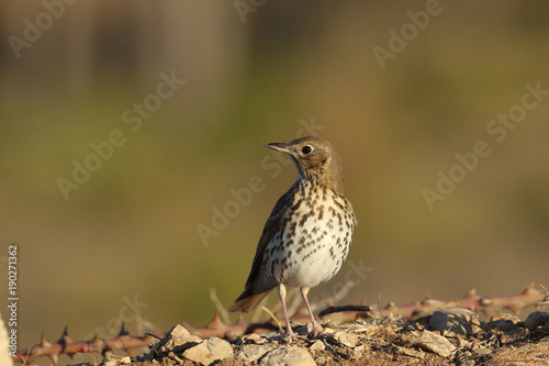 Song thrush - winter migration