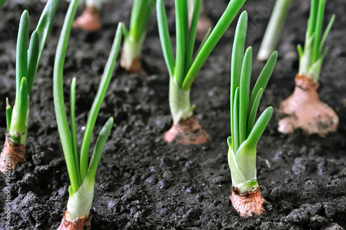 close-up of growing green onion plantation in the vegetable garden