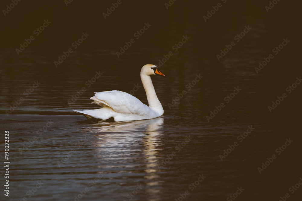 white swan swimming on a lake white swan swimming on a lake