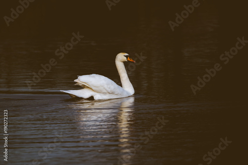 Fototapeta Naklejka Na Ścianę i Meble -  white swan swimming on a lake 