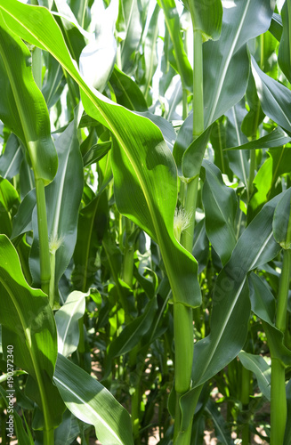 Plants: Female inflorescences with young silk in a maize field in Eastern Thuringia in July