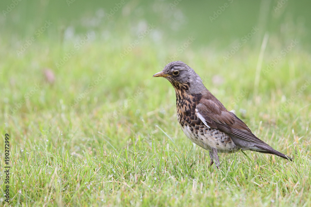 Fieldfare - thrushes Fieldfare - thrushes