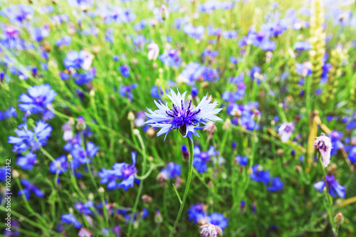 Blue flowers on green summer meadow. Spring field background. Natural plant on wild meadow.