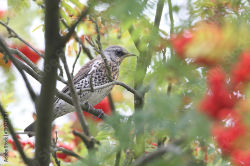 Fieldfare - thrushes