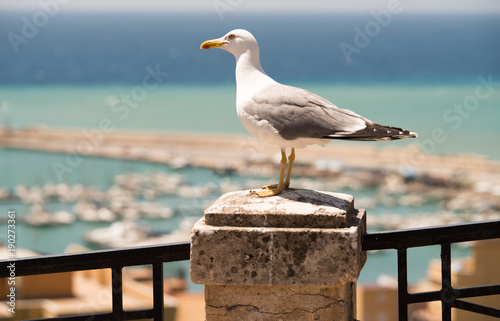 Gabbiano Sciacca