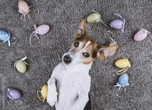 Photography Adorable jack russell dog lying back on gray carpet with Easter painted eggs loo