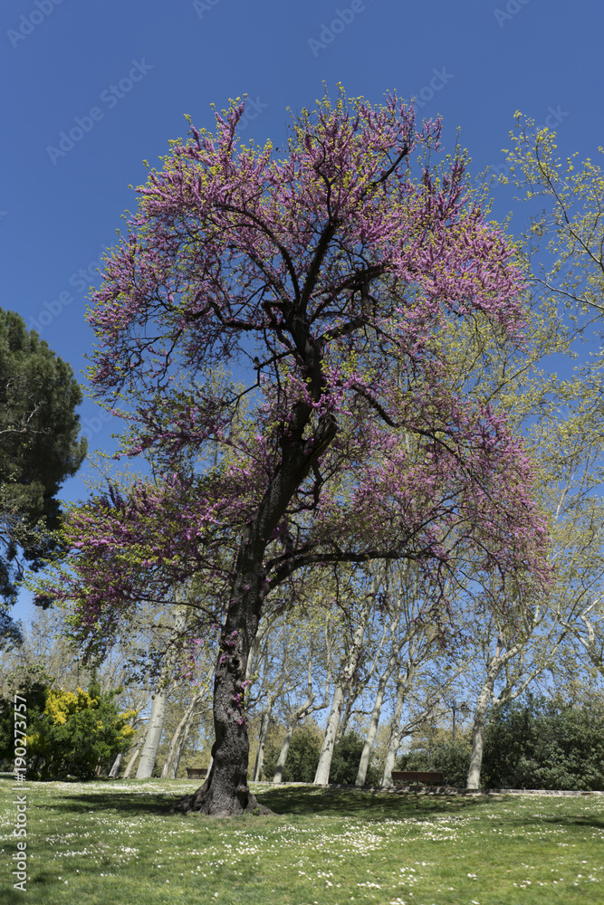 Obraz premium NATURALEZA