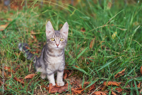 Little grey cat sitting on a grass summr day photo