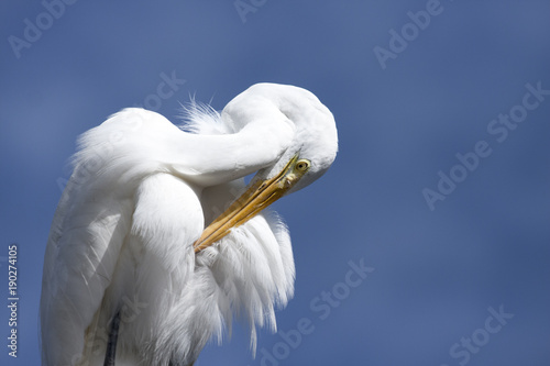 Great Egret