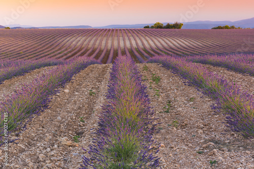 The purple infinity lavender field with straight lines at the sunset in Provence in France