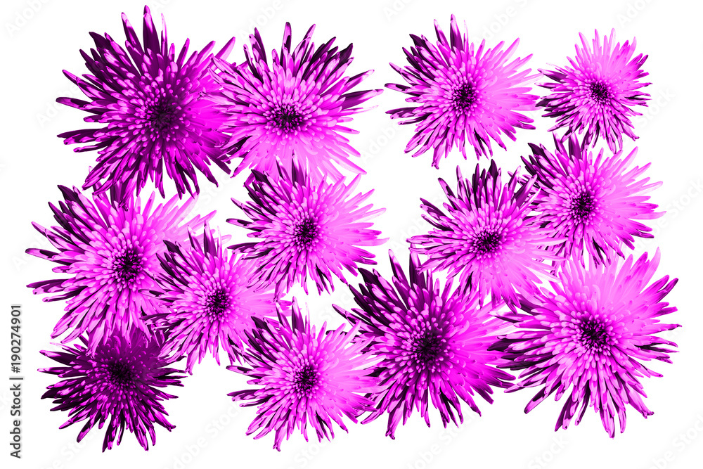 Floral pattern luminous blossom flowers asters, chrysanthemums in pink color, trend of the year 2018 (Sparkling Grape 19-3336) on a white  background. Artistic photo collage for floral print.