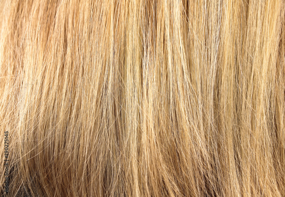 Blonde hair. The concept of not well-groomed hair Blonde hair. The concept of not well-groomed hair