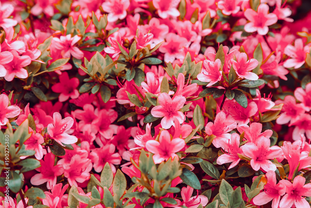 Floral background of azalea (rhododendron)