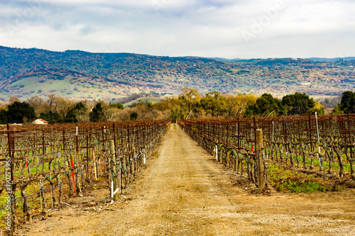 Fototapeta Naklejka Na Ścianę i Meble -  Napa Valley vineyard