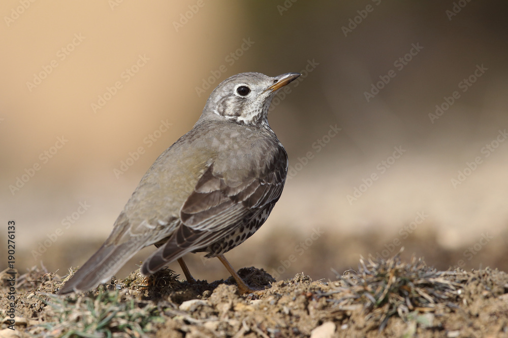 Mistle thrush