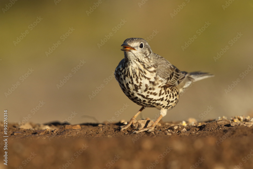Fototapeta premium Mistle thrush